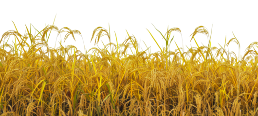 A field of golden rice with tall stalks, cut out - stock png.