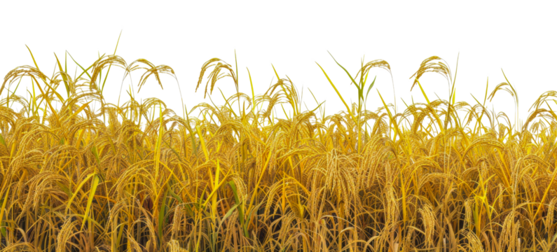 A field of golden rice with tall stalks, cut out - stock png.