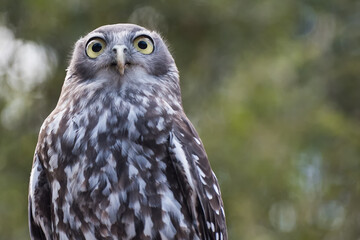 Barking owl closeup portrait healesville victoria australia