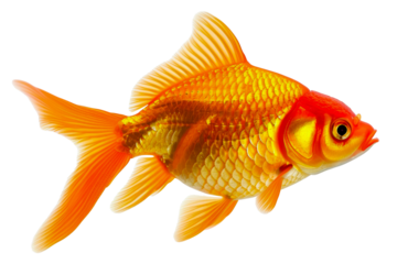 A gold and orange fish swimming in a tank, cut out - stock png.