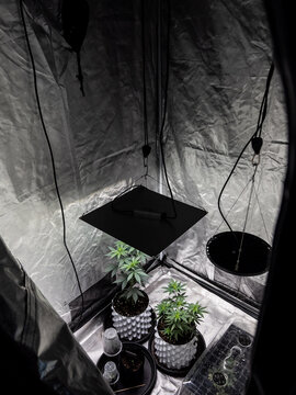 Leafy cannabis in a marijuana grow box at a dispensary in Thailand