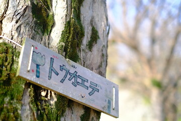sign in the forest