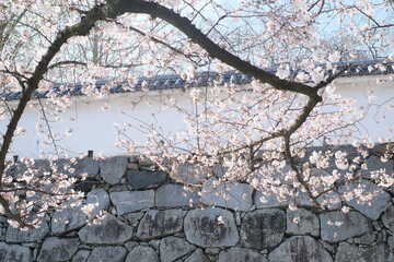 tree blossom