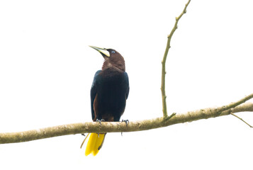 Chestnut-headed Oropendola (Psarocolius wagleri)