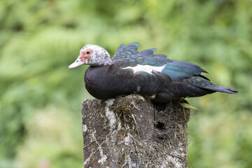 Muscovy Duck (Cairina moschata)