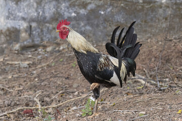Fighting Cock © cratervalley