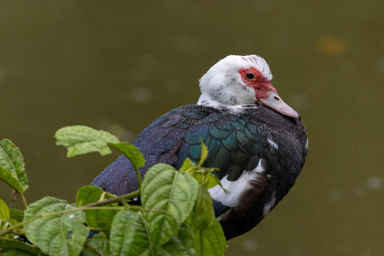 Muscovy Duck female near a pond