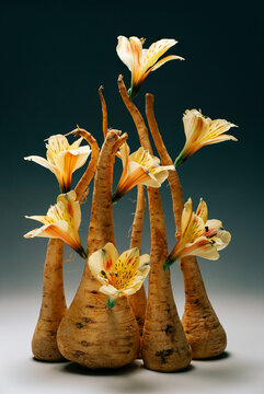 A composition of parsnips and alstroemeria.