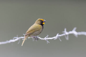 Yellow-faced Grassquit (Tiaris olivaceus)