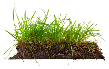 A patch of grass with brown roots and green blades, cut out - stock png.