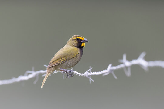 Yellow-faced Grassquit (Tiaris olivaceus)