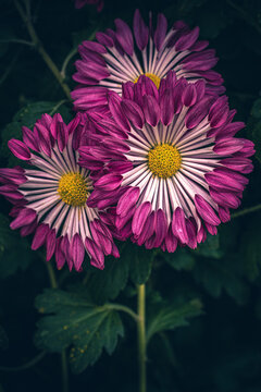 group of magenta, purple and yellow chrysanthemums