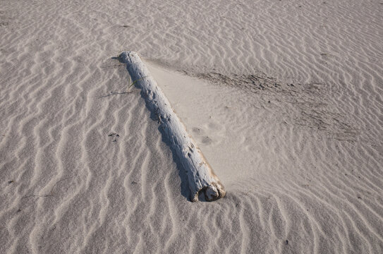 Dry log on sand