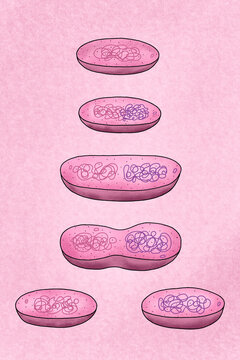 Binary fission of bacteria