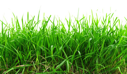 A lush green field of grass with no other objects in the image, cut out - stock png.