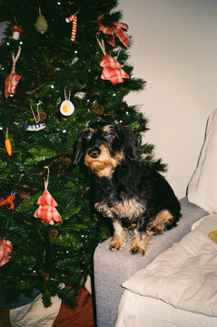 Analog close-up portrait taken with direct flash of a dog in christmas
