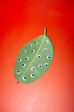 Green exotic tropical leaf in with Green exotic tropical leaf in with 
