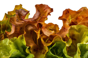 A close up of a bunch of leaves with a green leaf on top of a bunch of brown lea - stock png.
