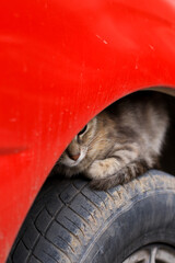 Photo of cat on a car tire. Concept of domestic animals.