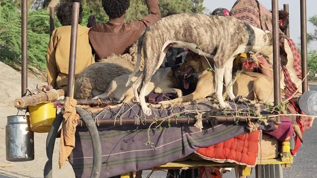 Pakistani nomadic family moving to another city with their family and pet dog in Punjab. Pakistan on Their Motorbike Cart, Super Slow Motion 240fps 