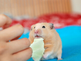 A golden hamster receives a cabbage from his owner