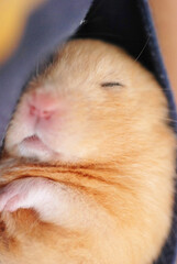 Cute golden hamster taking a nap