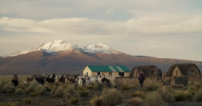 Alpaca Herd and a Shepherd in Sajama