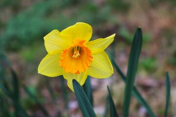 穏やかに咲くスイセンの花　春の境内