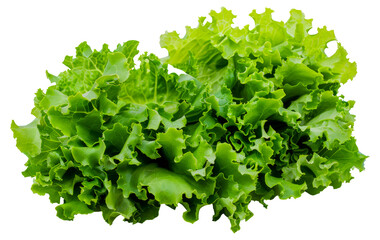 A bunch of green lettuce, cut out - stock png.