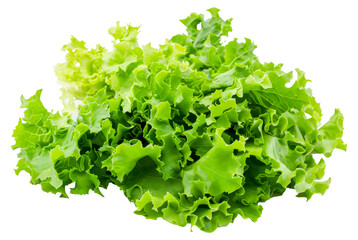 A bunch of green lettuce, cut out - stock png.