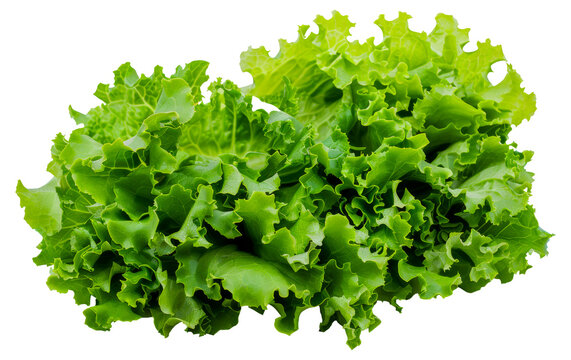 A bunch of green lettuce - stock png.