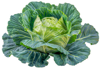 A large green cabbage with a white center, cut out - stock png.