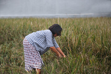 Woman in casual clothes busy harvesting her rice field