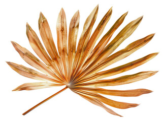 A leafy plant with brown leaves, cut out - stock png.