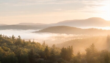 panoramic view of forest with morning fog