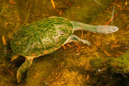 Eastern long-necked turtle is an east Australian species of snake-necked turtle that inhabits a wide variety of water bodies and is an opportunistic feeder. 