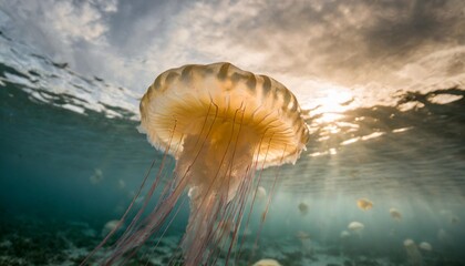 glowing jellyfish chrysaora pacifica underwater