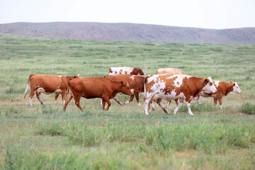 Obraz premium A herd of cattle on the prairie