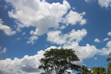 Cloudy blue sky with trees