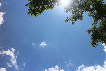 Blue sky, clouds and sun through the branches of a tree