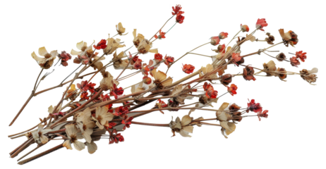 A bunch of dried flowers are arranged in a row, cut out - stock png.