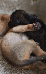 Obraz premium some playful cute puppies in the box