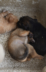some playful cute puppies in the box