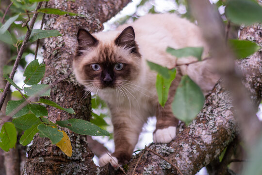 A beautiful fluffy domestic cat climbs a tree on a warm summer day.