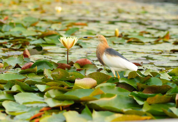 A Bird in a Pond of Water Lilies