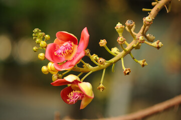 A Flower of a Cannonball Tree