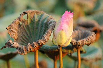 A Lotus Bud and Withering Lotus Leaves