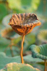A Withering Lotus Leaf