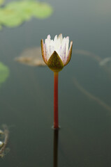 A White Lily Bud in a Pond