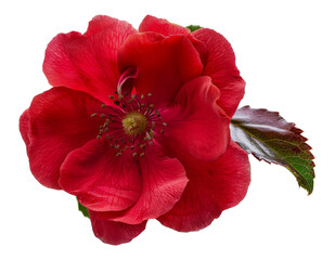 A red flower with a green leaf, cut out - stock png.